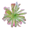 Aeonium Linbo Fairy Succulent Plant - Live Potted Houseplant - Image 1