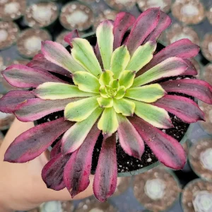 Aeonium 'Mardi Gras' Succulent Plant - Live Crassulaceae, Yellow, Green & Pink - Image 2