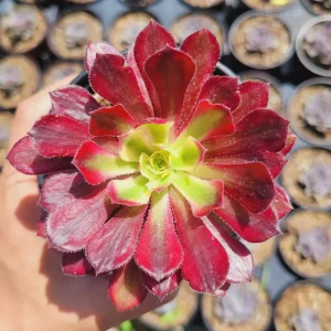 Aeonium 'Mardi Gras' Succulent Plant - Live Crassulaceae, Yellow, Green & Pink - Image 3