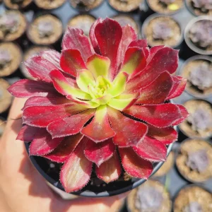 Aeonium 'Mardi Gras' Succulent Plant - Live Crassulaceae, Yellow, Green & Pink - Image 4