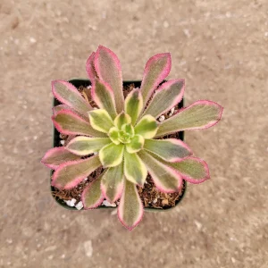Aeonium 'Mardi Gras' Succulent Plant - Live Crassulaceae, Yellow, Green & Pink - Image 5
