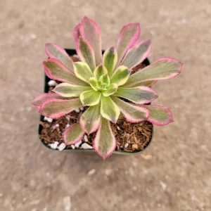 Aeonium 'Mardi Gras' Succulent Plant - Live Crassulaceae, Yellow, Green & Pink - Image 6