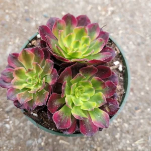 Aeonium 'Mardi Gras' Succulent Plant - Live Crassulaceae, Yellow, Green & Pink - Image 8