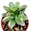 Aeonium 'Moonburst' Succulent Plant - Live Indoor/Outdoor Succulent - Image 1