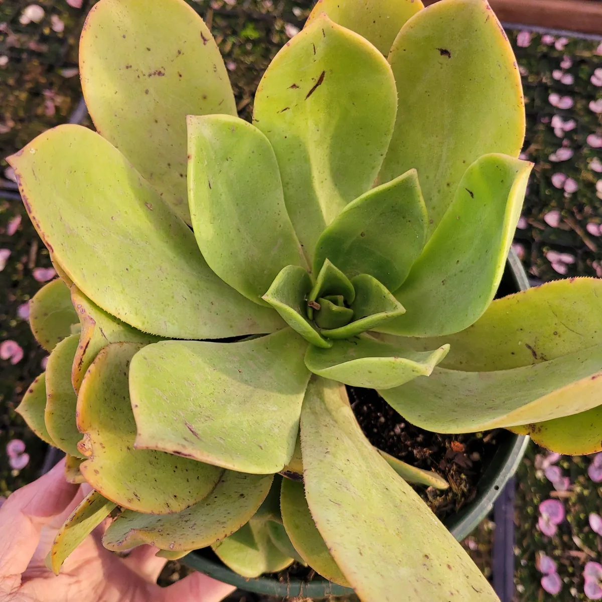 Aeonium Nobile Succulent Live Plant - Unique Rosette, Yellow-Green Leaves - Image 10