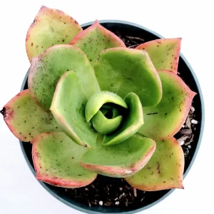Aeonium Nobile Succulent Live Plant - Unique Rosette, Yellow-Green Leaves - Image 3