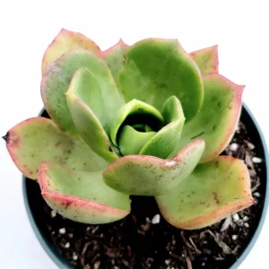 Aeonium Nobile Succulent Live Plant - Unique Rosette, Yellow-Green Leaves - Image 4