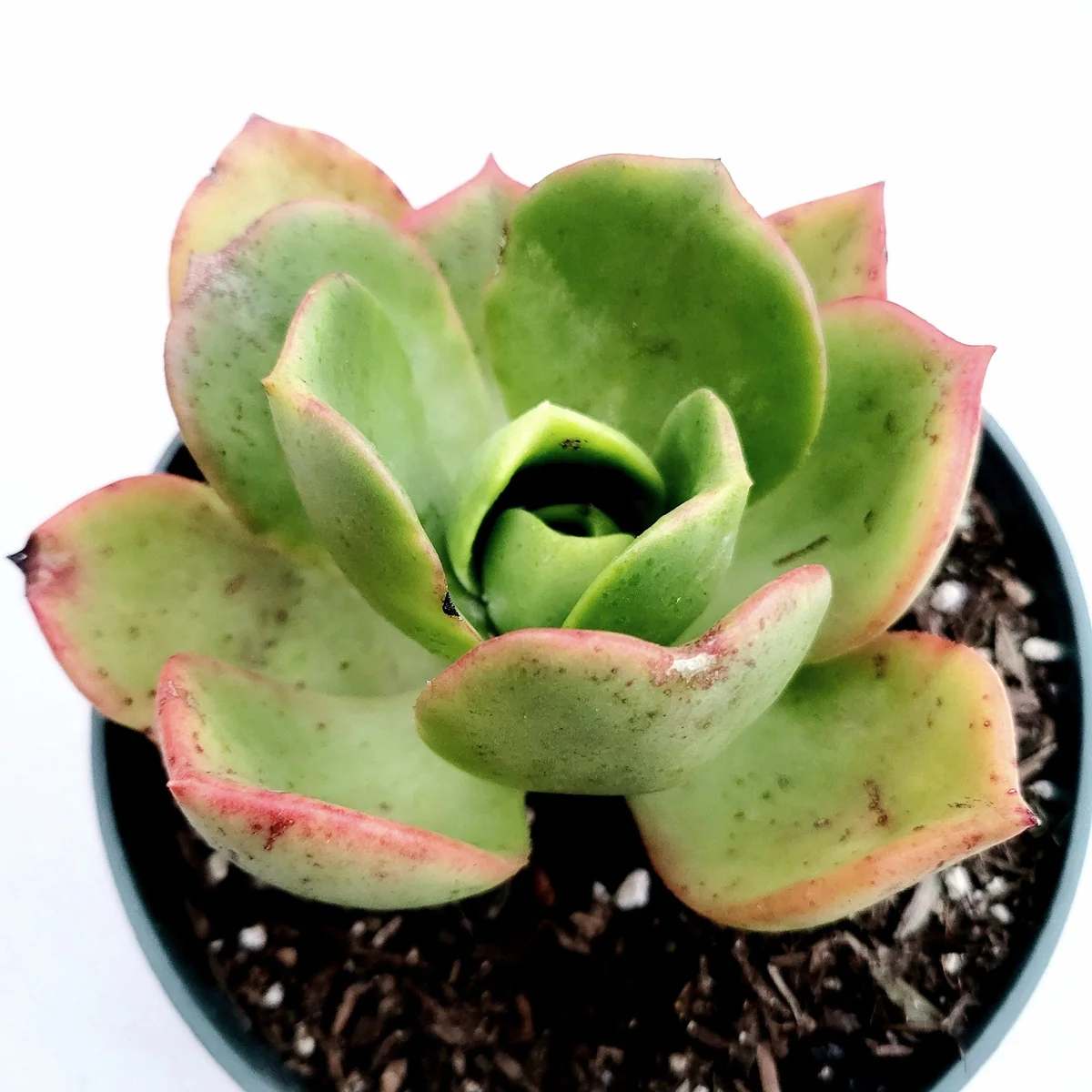 Aeonium Nobile Succulent Live Plant - Unique Rosette, Yellow-Green Leaves - Image 4