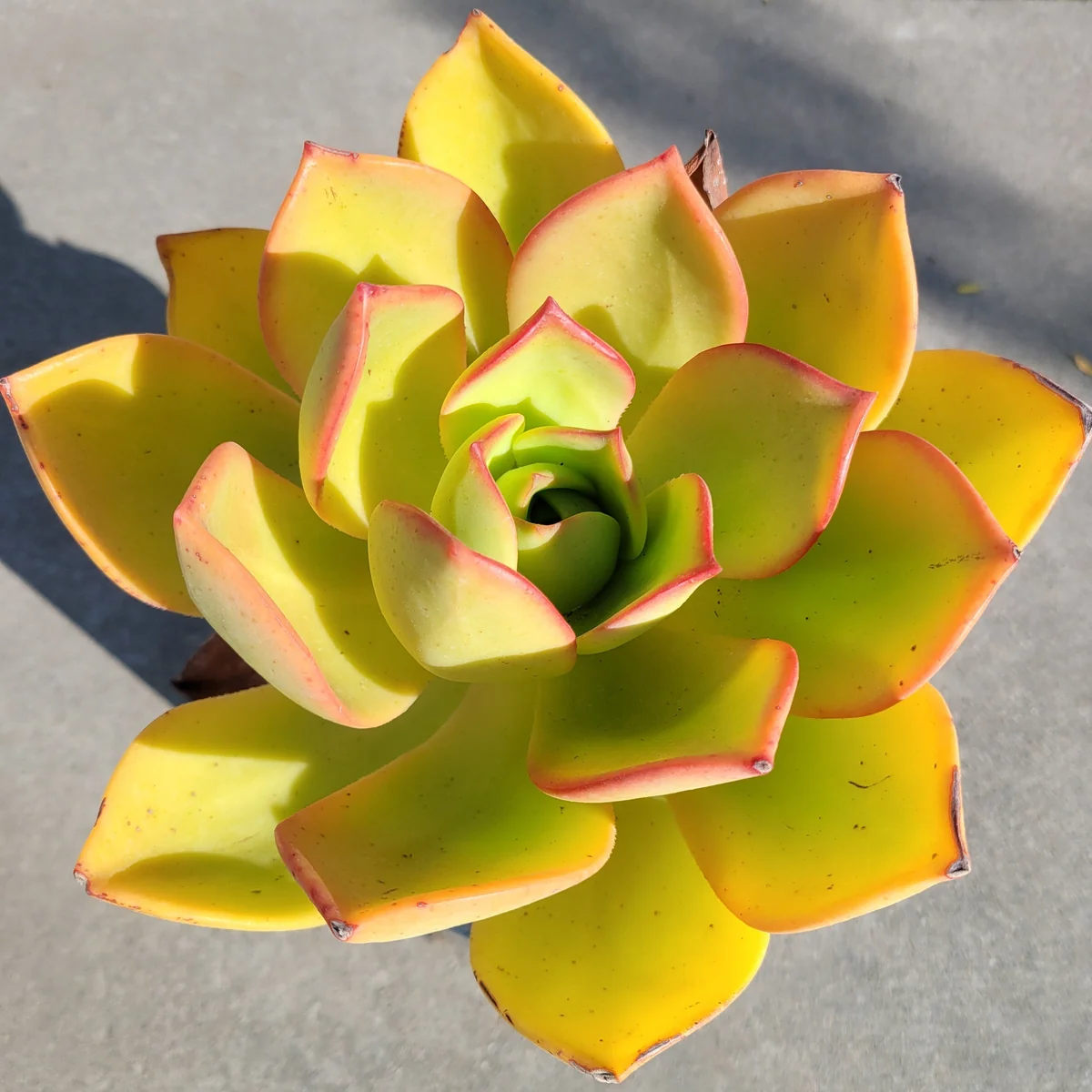 Aeonium Nobile Succulent Live Plant - Unique Rosette, Yellow-Green Leaves - Image 5