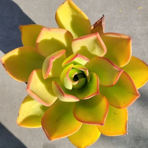 Aeonium Nobile Succulent Live Plant - Unique Rosette, Yellow-Green Leaves - Image 6
