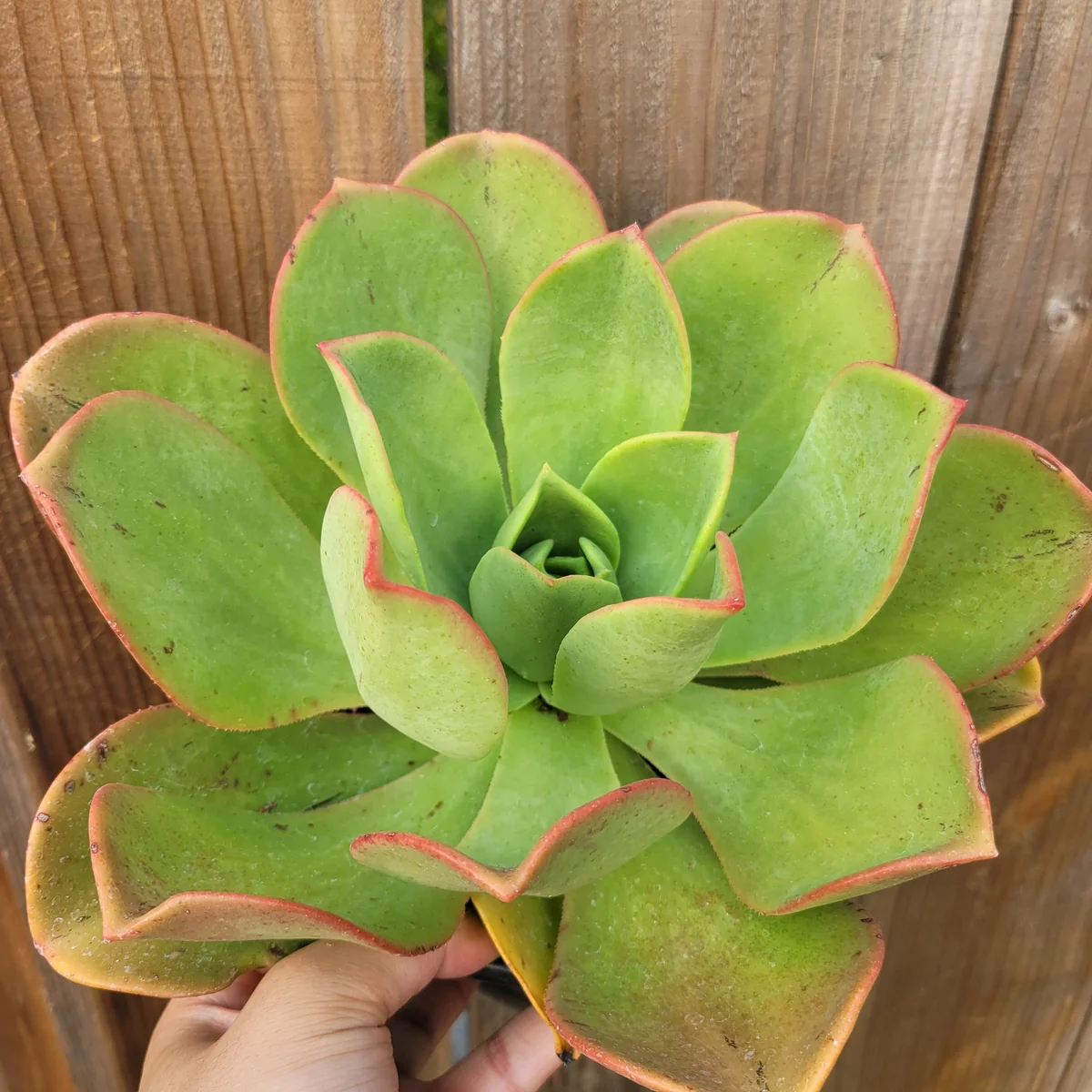 Aeonium Nobile Succulent Live Plant - Unique Rosette, Yellow-Green Leaves - Image 7