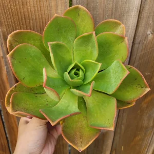 Aeonium Nobile Succulent Live Plant - Unique Rosette, Yellow-Green Leaves - Image 8