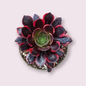 Aeonium O'Carrie Succulent Plant – Live Houseplant – 2 Inch or 4 Inch Pot - Image 2