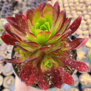 Aeonium 'Phoenix Flame' Live Succulent Plant - Dark Red & Green Rosettes, 6-12 inches - Image 8