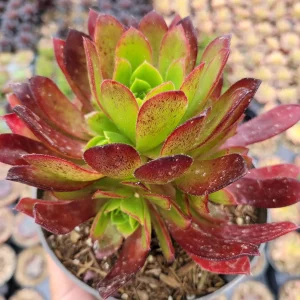 Aeonium 'Phoenix Flame' Live Succulent Plant - Dark Red & Green Rosettes, 6-12 inches - Image 9
