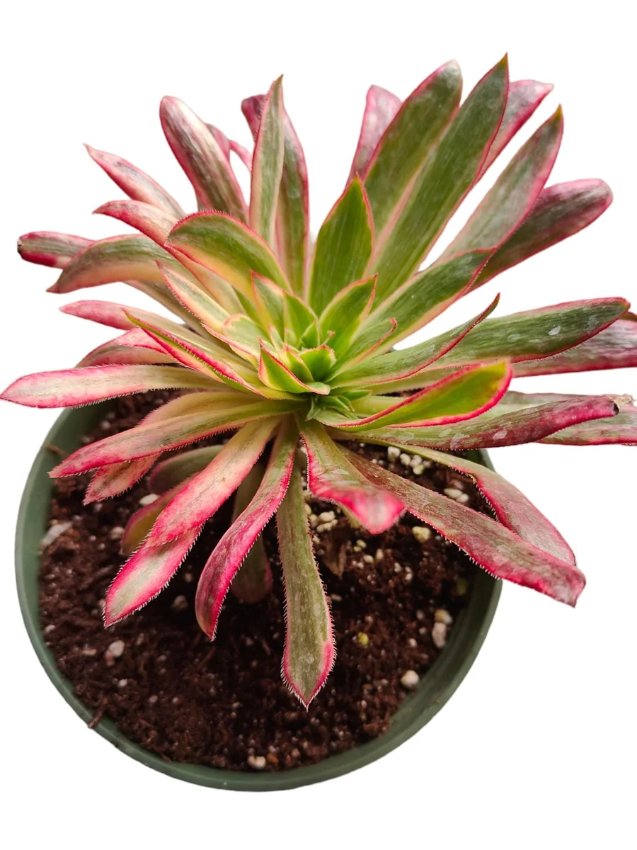 Aeonium 'Phoenix' Variegata Succulent Plant – Live Succulent – 2-4 Inch Pot – Indoor/Outdoor - Image 5
