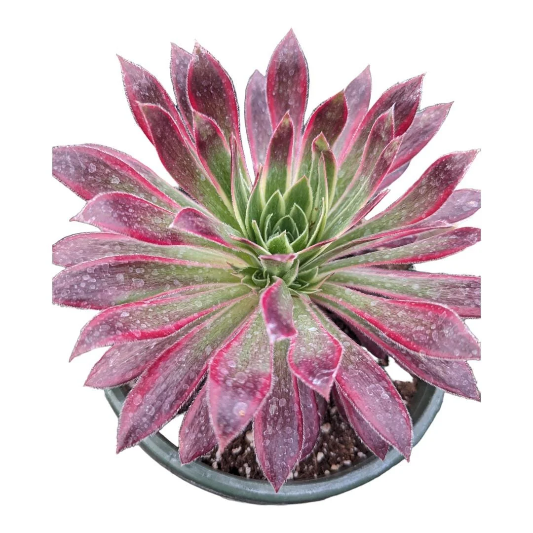 Aeonium 'Phoenix' Variegata Succulent Plant – Live Succulent – 2-4 Inch Pot – Indoor/Outdoor - Image 6