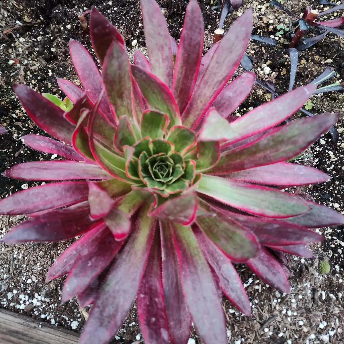 Aeonium 'Phoenix' Variegata Succulent Plant – Live Succulent – 2-4 Inch Pot – Indoor/Outdoor - Image 7