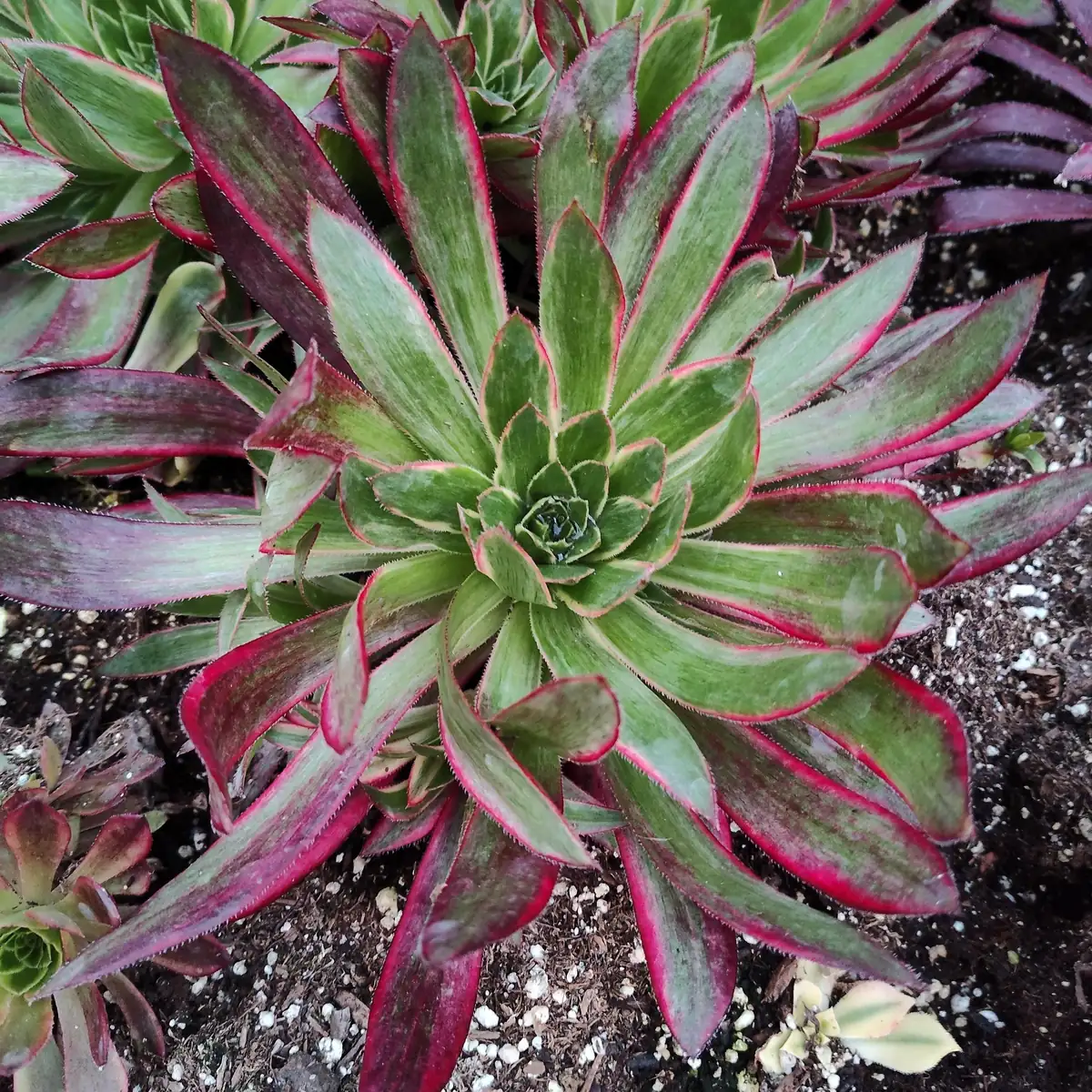 Aeonium 'Phoenix' Variegata Succulent Plant – Live Succulent – 2-4 Inch Pot – Indoor/Outdoor - Image 8