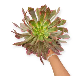 Aeonium Qingyi Succulent Plant - Live Potted Houseplant - Image 2