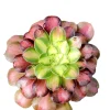 Aeonium 'Shaohua' Succulent Live Plant - Unique Rosette Form - Easy Care - Image 1