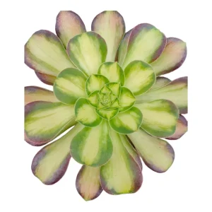 Aeonium 'Shaohua' Succulent Live Plant - Unique Rosette Form - Easy Care - Image 2