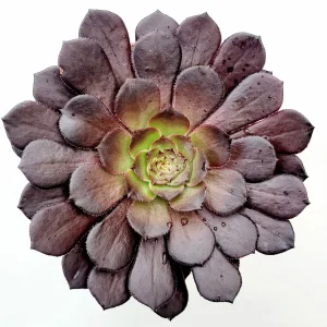 Aeonium 'Short Black' Live Succulent Plant - Drought Tolerant Houseplant - Image 2