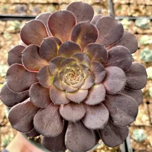 Aeonium 'Short Black' Live Succulent Plant - Drought Tolerant Houseplant - Image 4