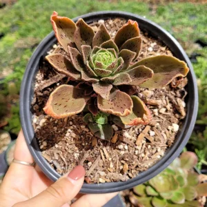Aeonium Smithii Succulent Live Plant – Unique Striped Foliage – Potted Houseplant - Image 1