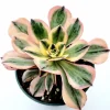 Aeonium 'Sunburst' Succulent Plant – Live Indoor/Outdoor Rosette Plant - Image 1