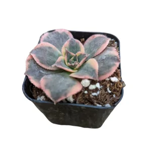 Aeonium 'Sunburst' Succulent Plant – Live Indoor/Outdoor Rosette Plant - Image 7