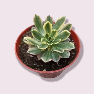 Aeonium Sweet Tea Succulent Live Plant - Drought Tolerant Houseplant - Image 2