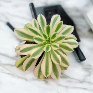 Aeonium Tabuliforme Live Succulent Plant - 2 Inch Pot or Bare Root - Image 2