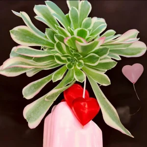 Aeonium Tabuliforme Live Succulent Plant - 2 Inch Pot or Bare Root - Image 1