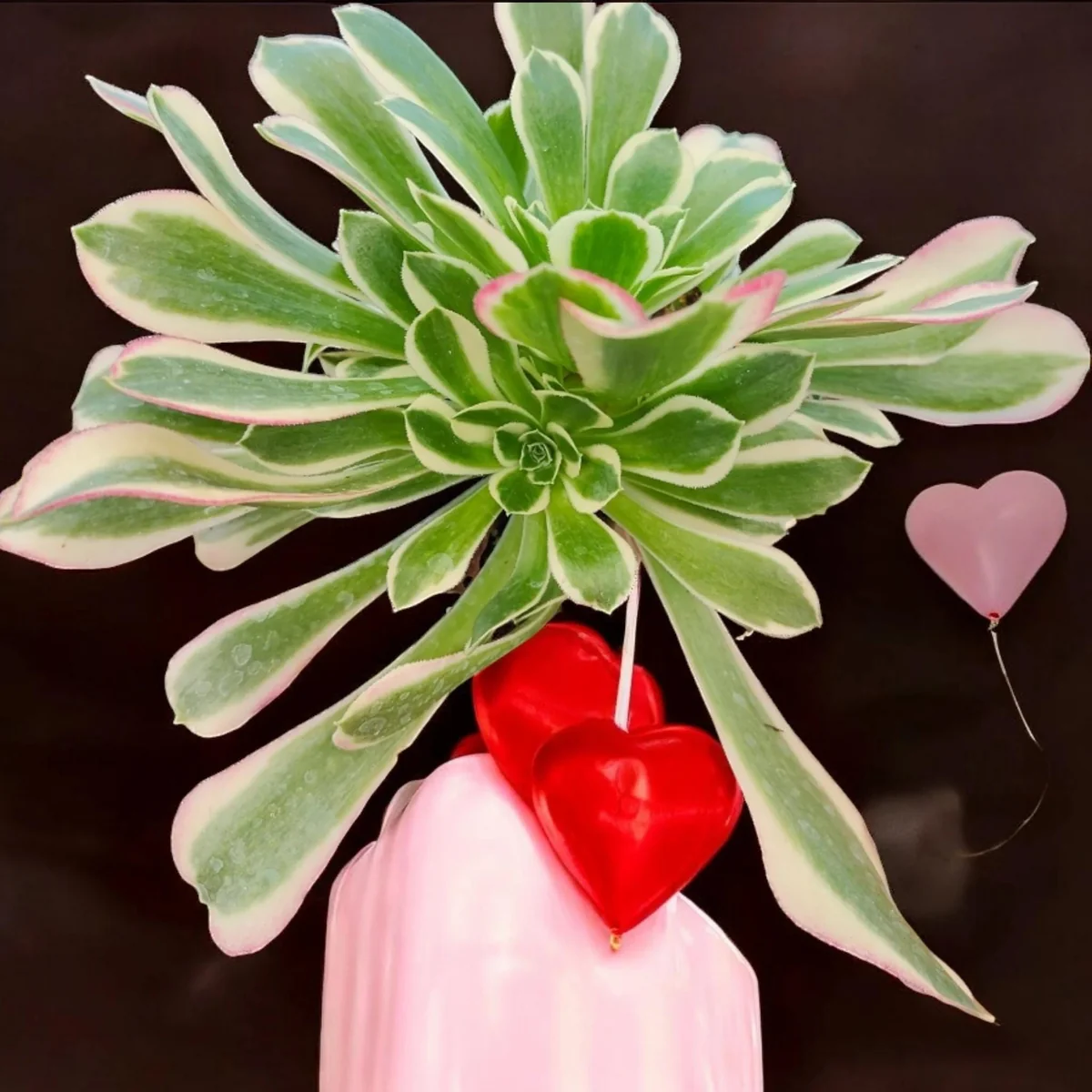 Aeonium Tabuliforme Live Succulent Plant - 2 Inch Pot or Bare Root - Image 1