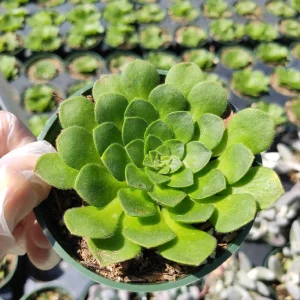 Aeonium Tabuliforme Live Succulent Plant - Disk-Shaped Rosettes, 2-4 Inch - Image 2