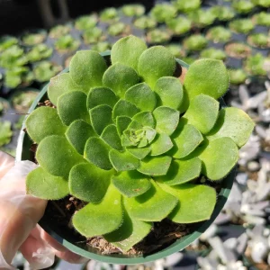 Aeonium Tabuliforme Live Succulent Plant - Disk-Shaped Rosettes, 2-4 Inch - Image 1