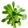 Aeonium undulatum Live Succulent Plant - Stalked Aeonium Easy Care - Image 1