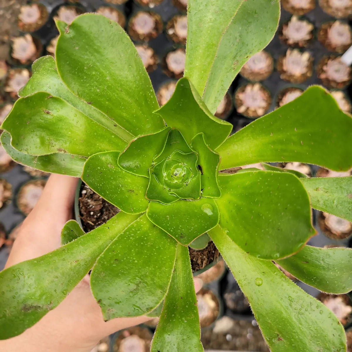 Aeonium undulatum Live Succulent Plant - Stalked Aeonium Easy Care - Image 2