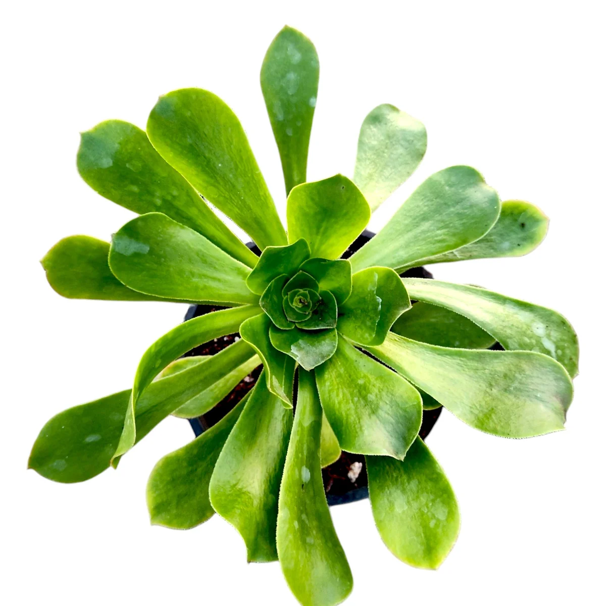 Aeonium undulatum Live Succulent Plant - Stalked Aeonium Easy Care - Image 1