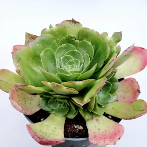 Aeonium urbicum ‘Salad Bowl’ Succulent Live Plant - Easy Care, Green & Red - Image 5