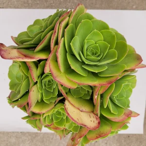 Aeonium urbicum ‘Salad Bowl’ Succulent Live Plant - Easy Care, Green & Red - Image 7