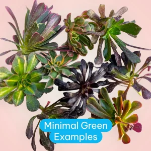 Aeonium Variety Pack Succulent Live Plant – Assorted 2-4 Inch Succulents - Image 3