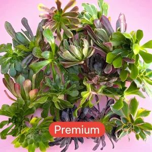 Aeonium Variety Pack Succulent Live Plant – Assorted 2-4 Inch Succulents - Image 4