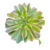 Aeonium 'Venus' Variegata Succulent Plant - Live Indoor Plant, 2-4 Inch - Image 1
