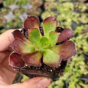 Aeonium 'Voodoo' - Giant Red Succulent Live Plant - Vibrant Foliage - Image 3