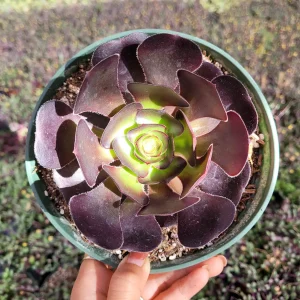 Aeonium 'Voodoo' - Giant Red Succulent Live Plant - Vibrant Foliage - Image 6