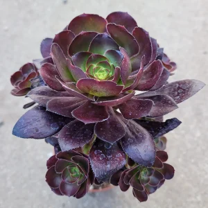 Aeonium 'Voodoo' - Giant Red Succulent Live Plant - Vibrant Foliage - Image 7