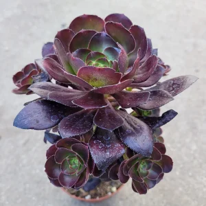 Aeonium 'Voodoo' - Giant Red Succulent Live Plant - Vibrant Foliage - Image 8