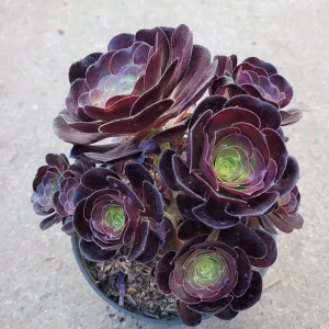 Aeonium 'Voodoo' - Giant Red Succulent Live Plant - Vibrant Foliage - Image 9